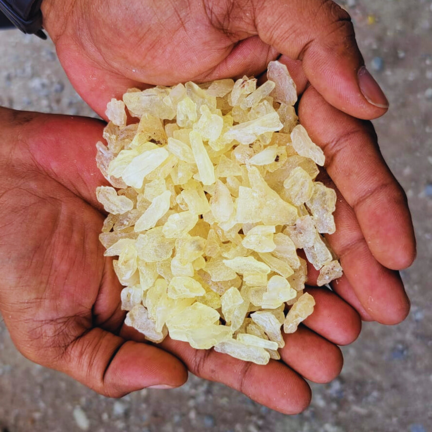 gum copal indonesia dbb